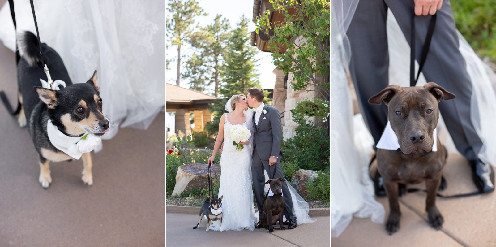 bride and groom with dogs at sanctuary golf course wedding